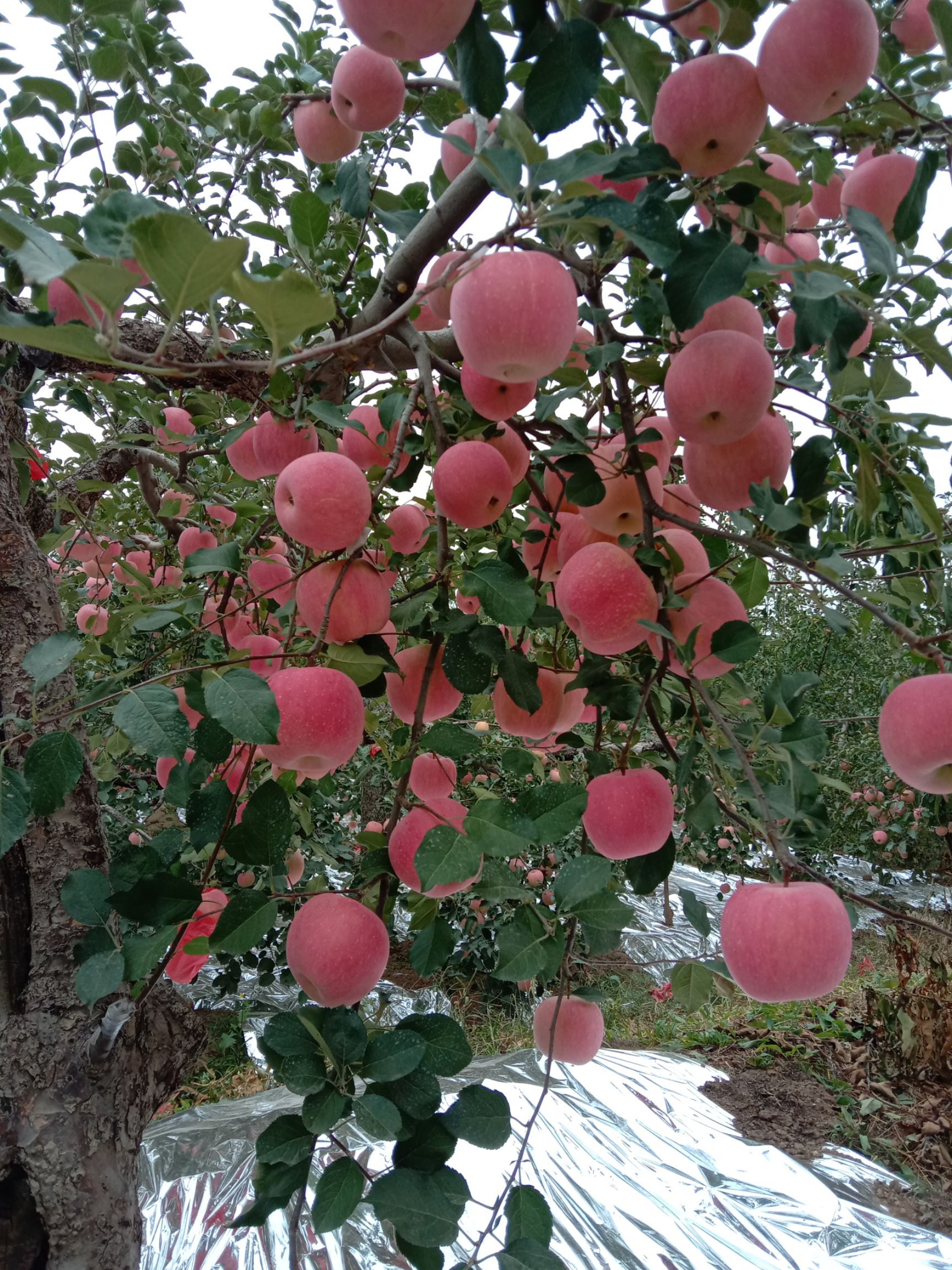 今年的苹果已经成熟啦!