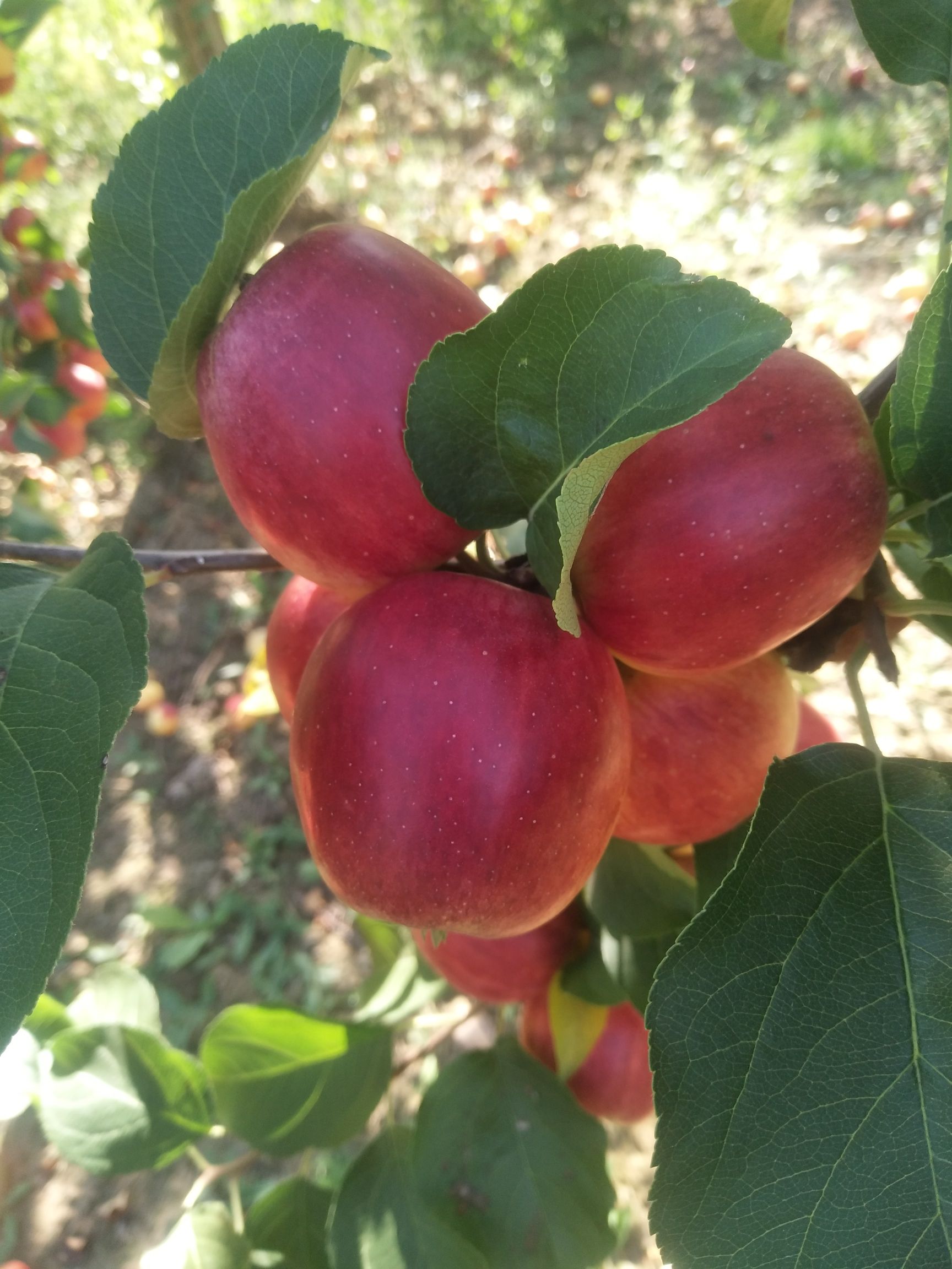 河北省承德市围场满族蒙古族自治县123苹果树苗 常年供应1--20公分123