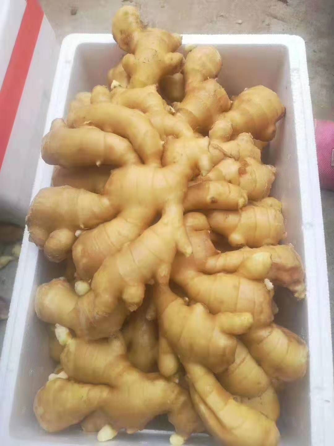 云贵川生姜系列母姜