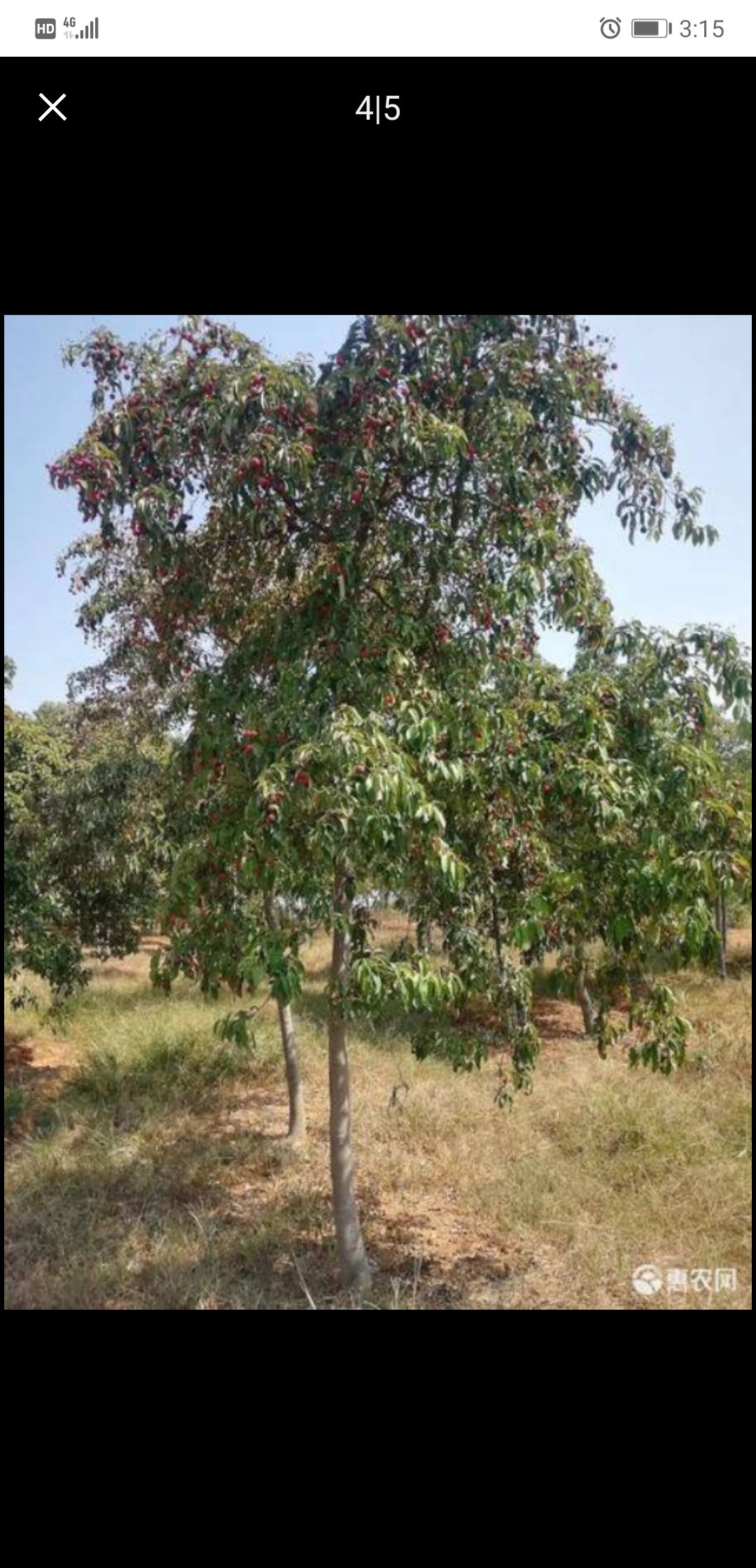 四照花果苗 可提供大量四照花果树