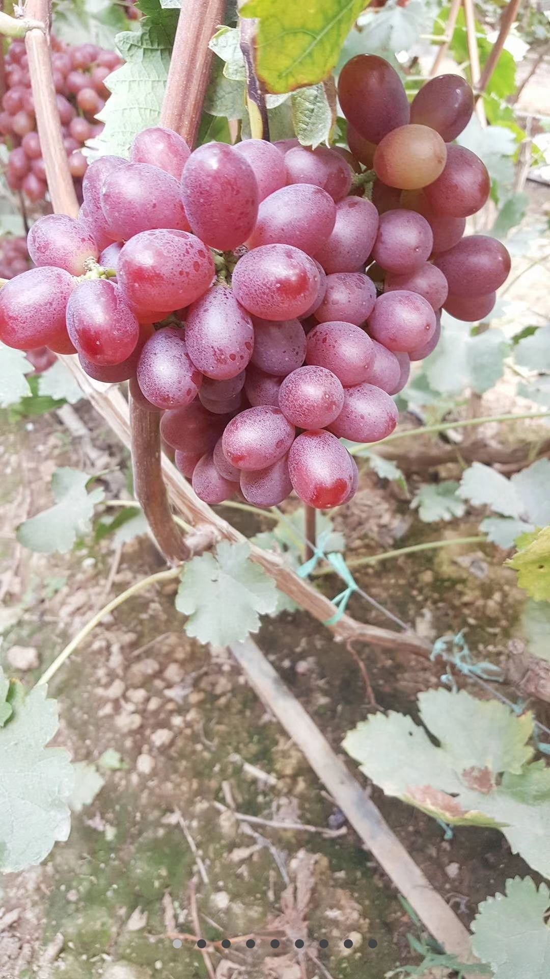 克伦生葡萄 克仑生又叫无籽提,品质好,口感好,这里种植面积广