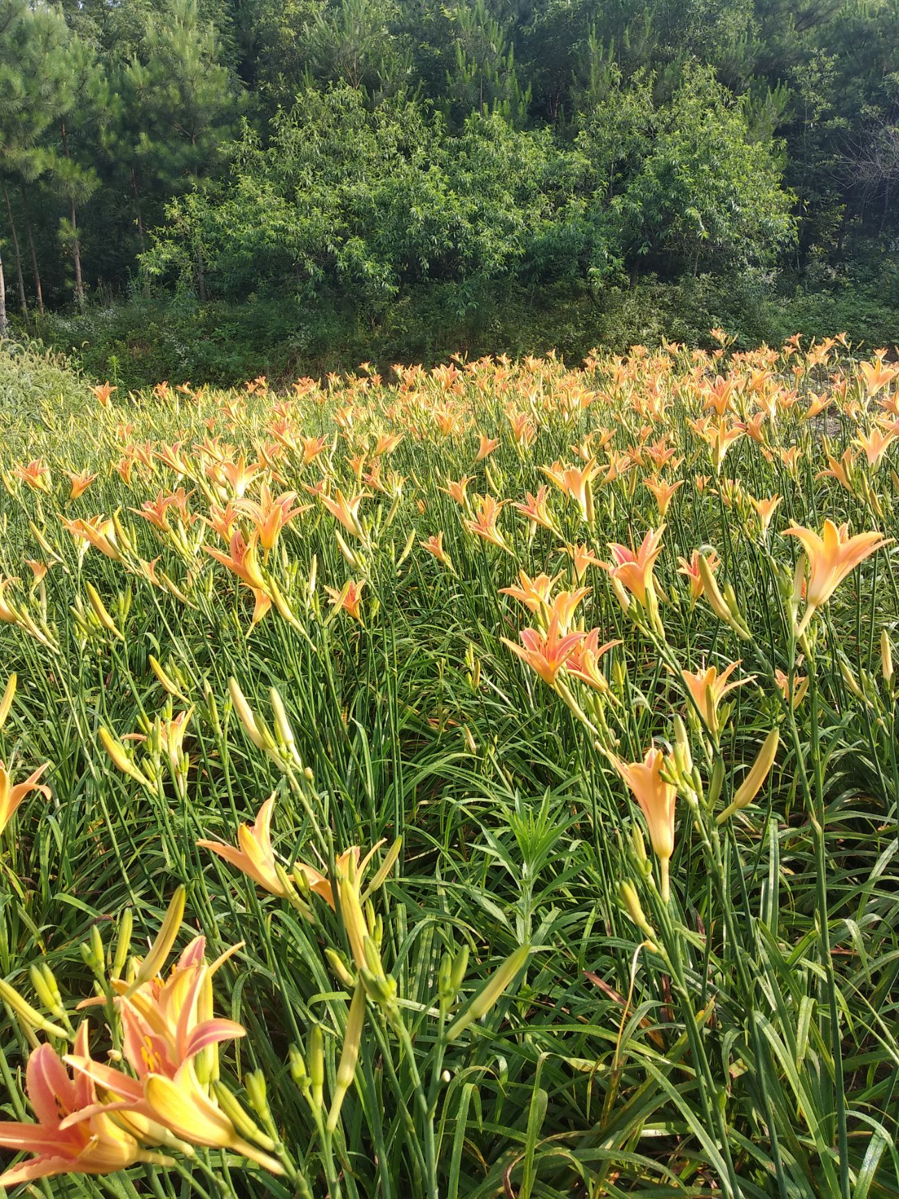 兰溪火炉山水库天然野生黄花菜