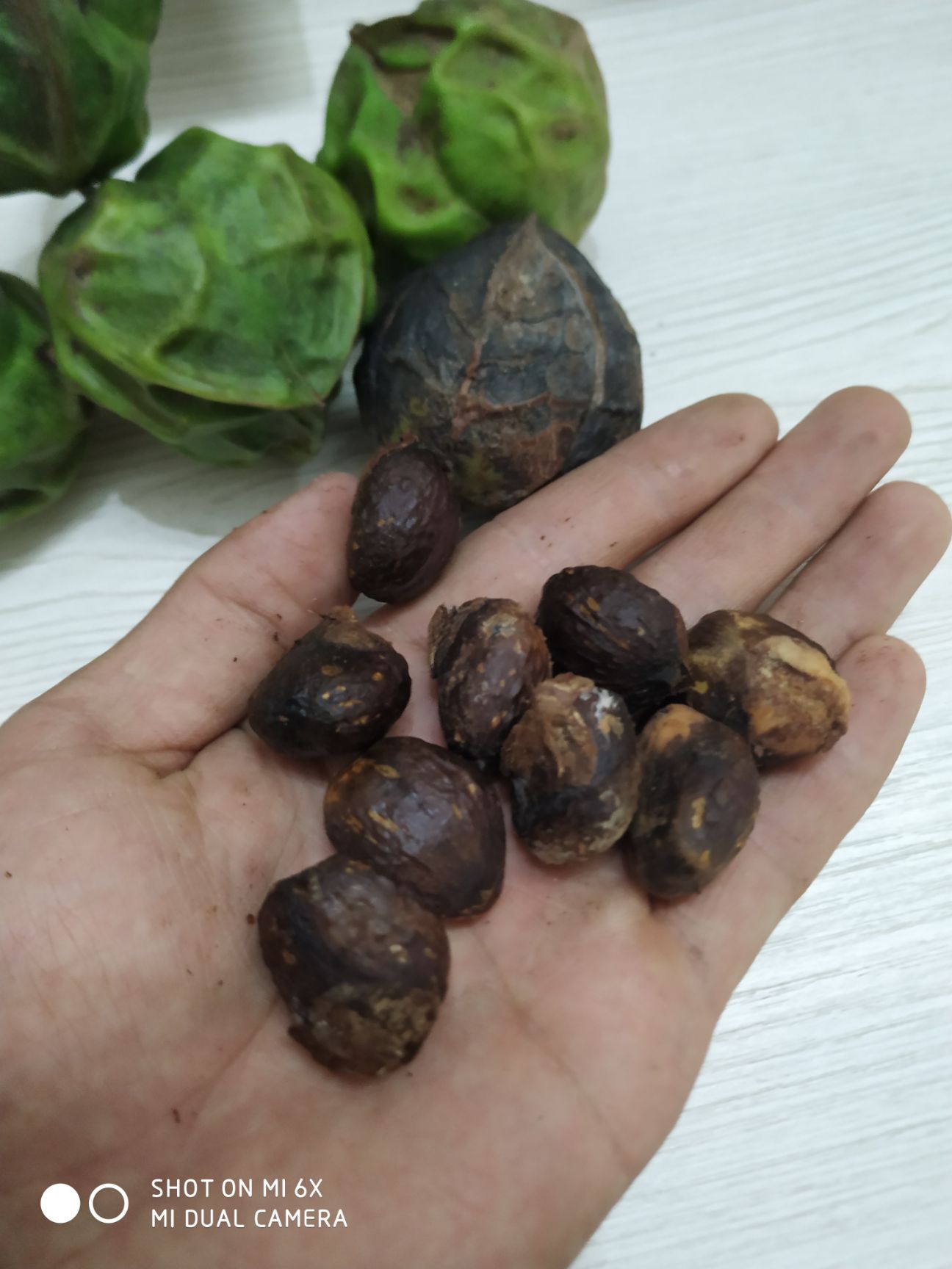 [桐籽批发] *生木油桐籽价格2.5元/斤 - 惠农网