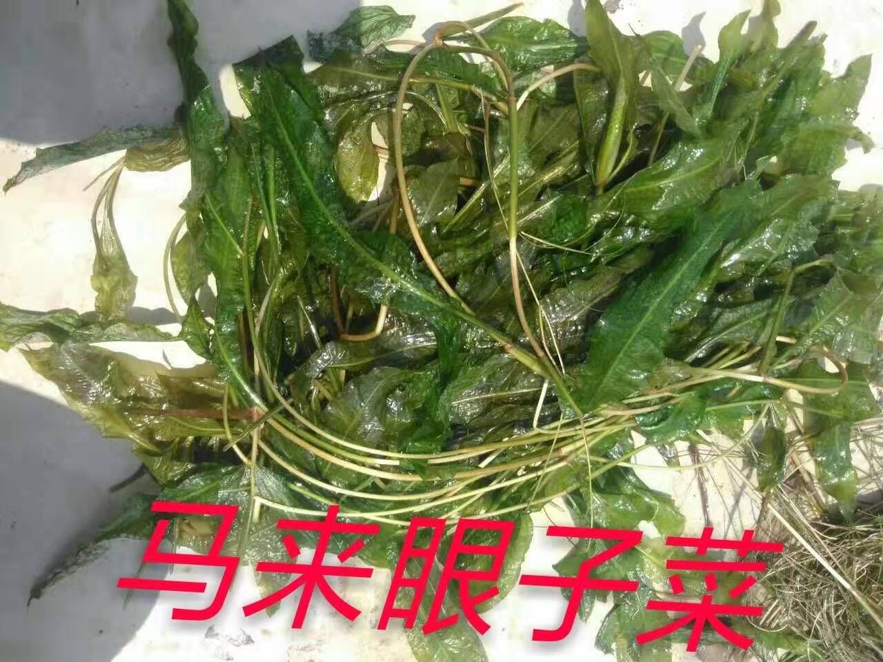 马来眼子菜