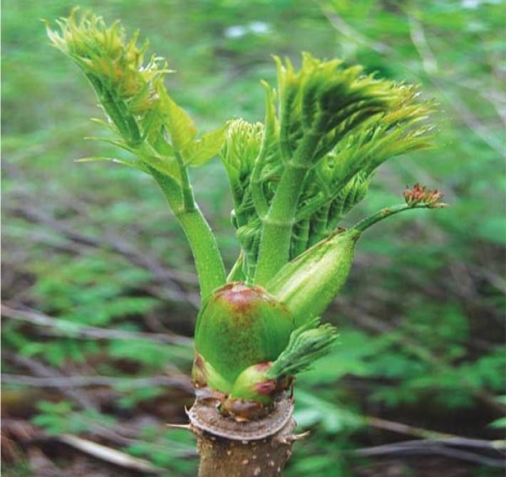 苦老芽 菜之王