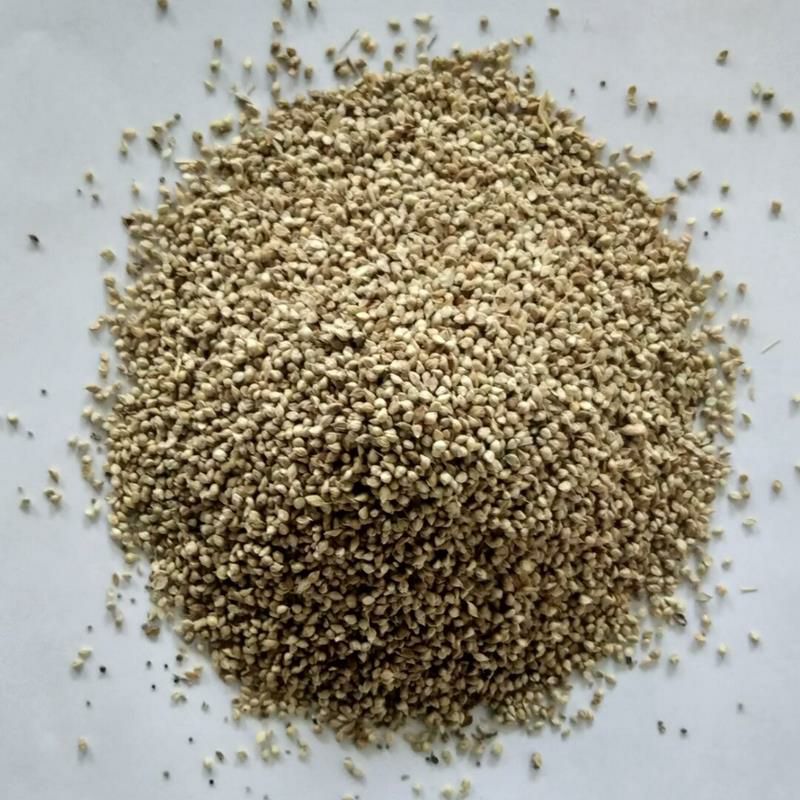 小米草种子水草鱼虾蟹牧草籽雀叶稗湖南稷子 高产耐水淹耐旱包