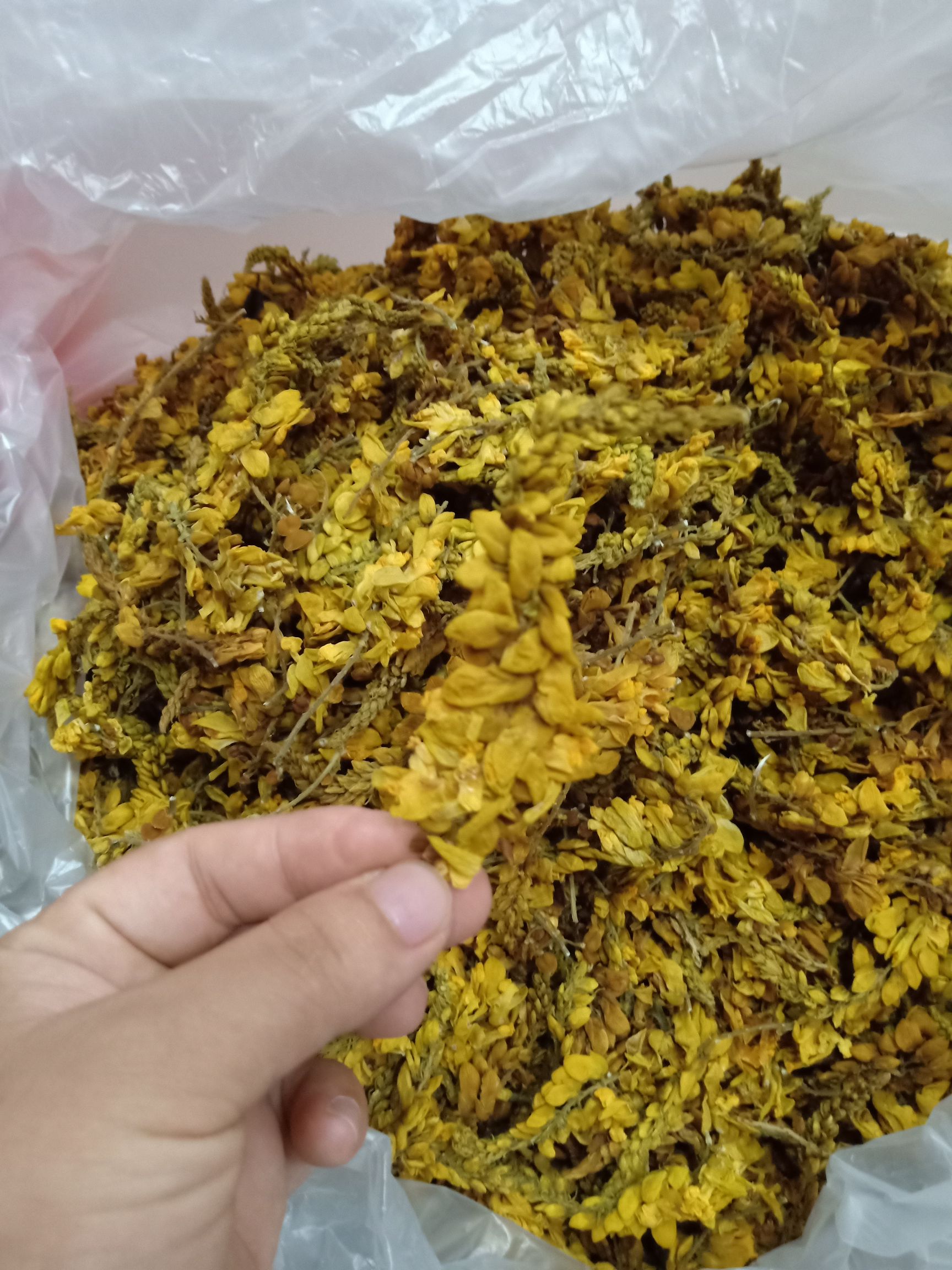 广西 大瑶山无 硫 磺无添加 生 黄花倒水莲花