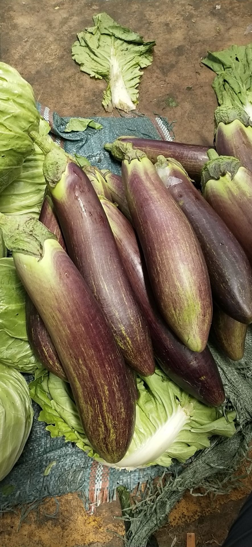 精品冰川茄