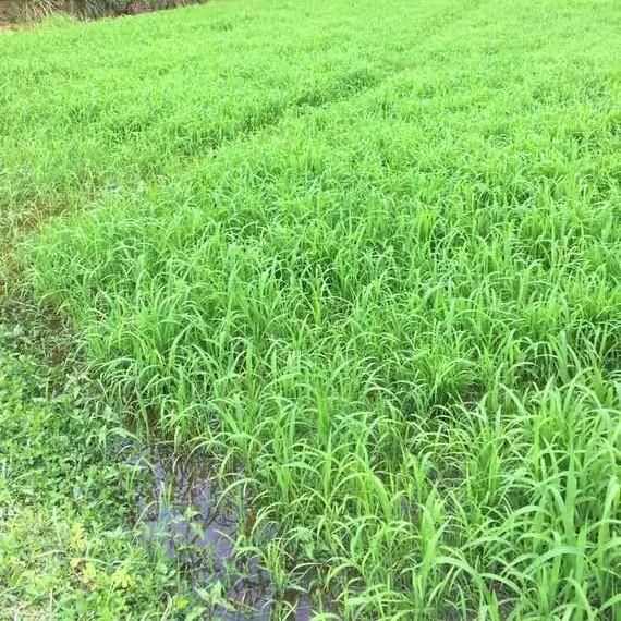 小米草种子水草鱼虾蟹牧草籽雀叶稗湖南稷子 高产耐水淹耐旱包