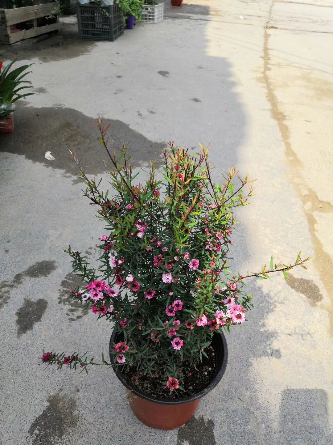 热手盆栽_松红梅过年开花观花植物