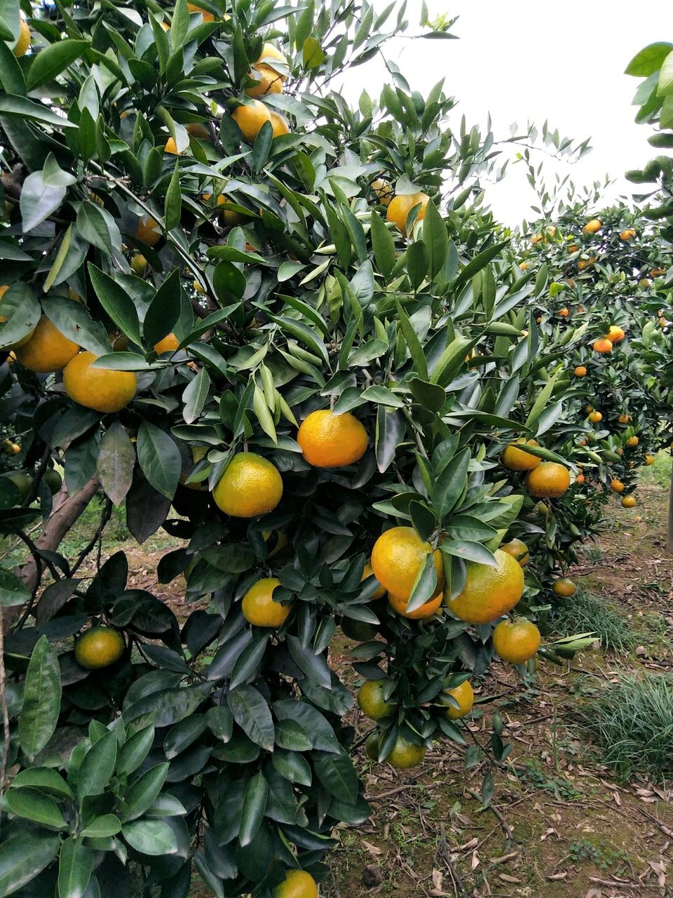 蜜桔 无籽蜜橘小蜜橘南丰蜜橘小蜜橘果园直接走货