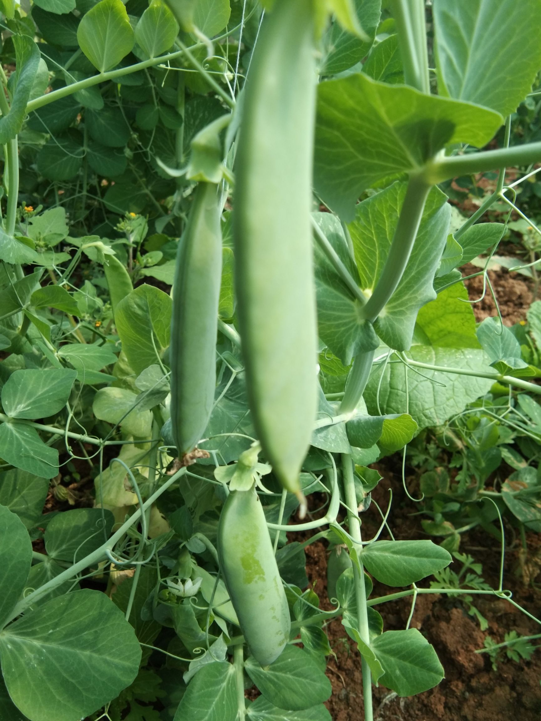 贵州威宁高原冷凉蔬菜 青豌豆