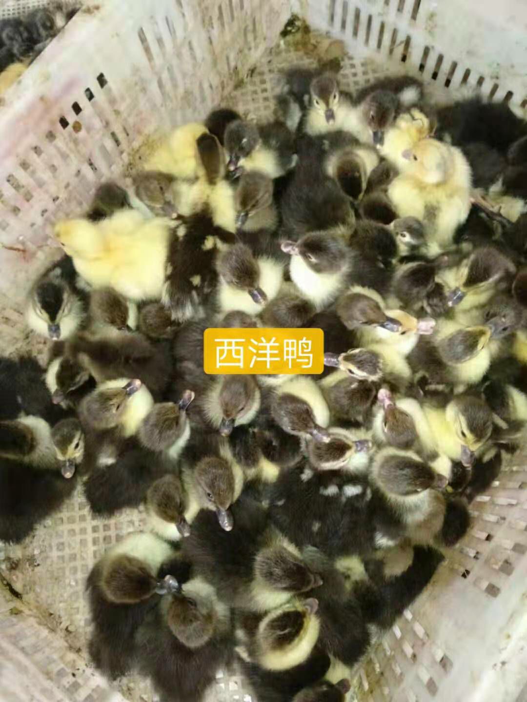 西洋鸭苗