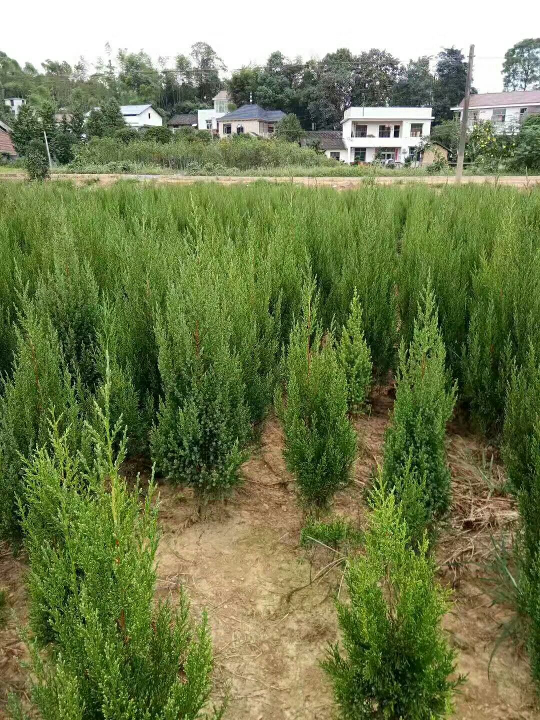 塔柏 松柏1米5高