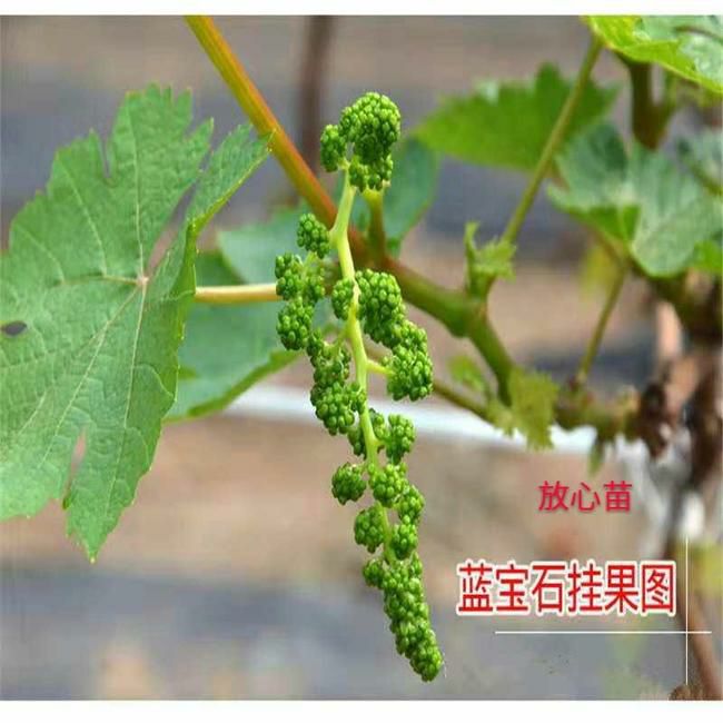 蓝宝石葡萄苗 蓝宝石葡萄树苗蓝宝石品种苗