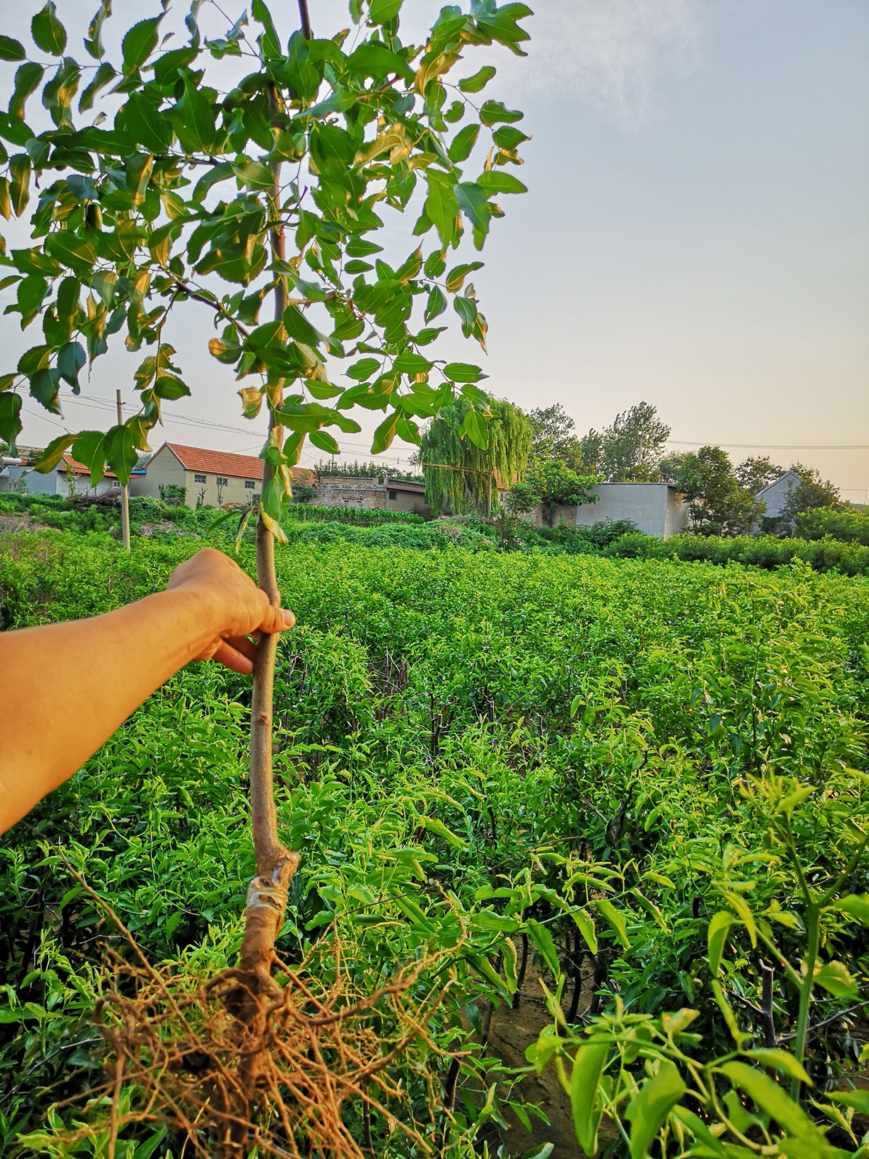 葫芦枣苗 枣树苗现挖发货 产地直销 量大优惠 南方北方种植