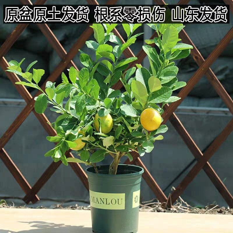 香水柠檬苗盆栽地栽南北适中种