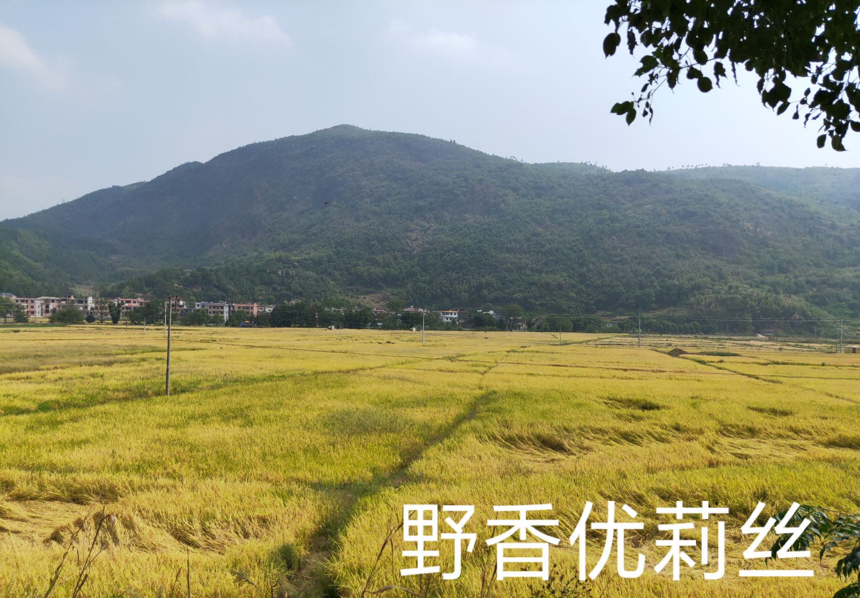野香油莉丝,野香优莉丝,中国最好吃的大米