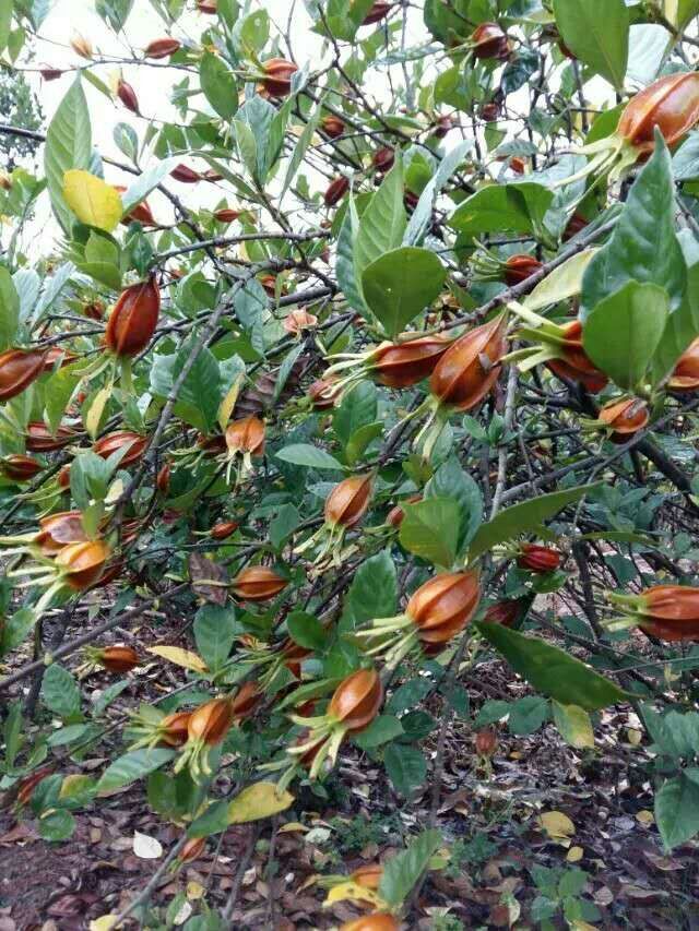 供应大厅  苗木花草  栀子花