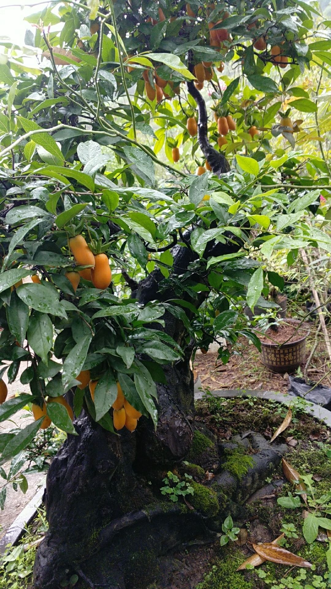 造型金弹子 造型的金弹子,花生果