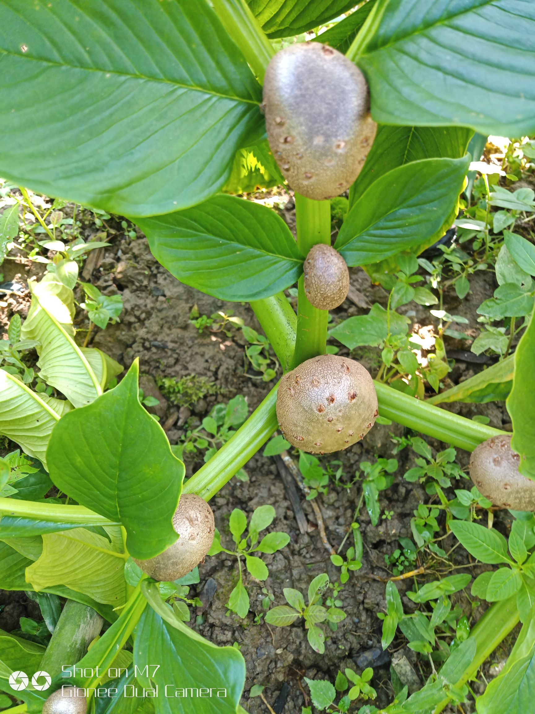 花魔芋 