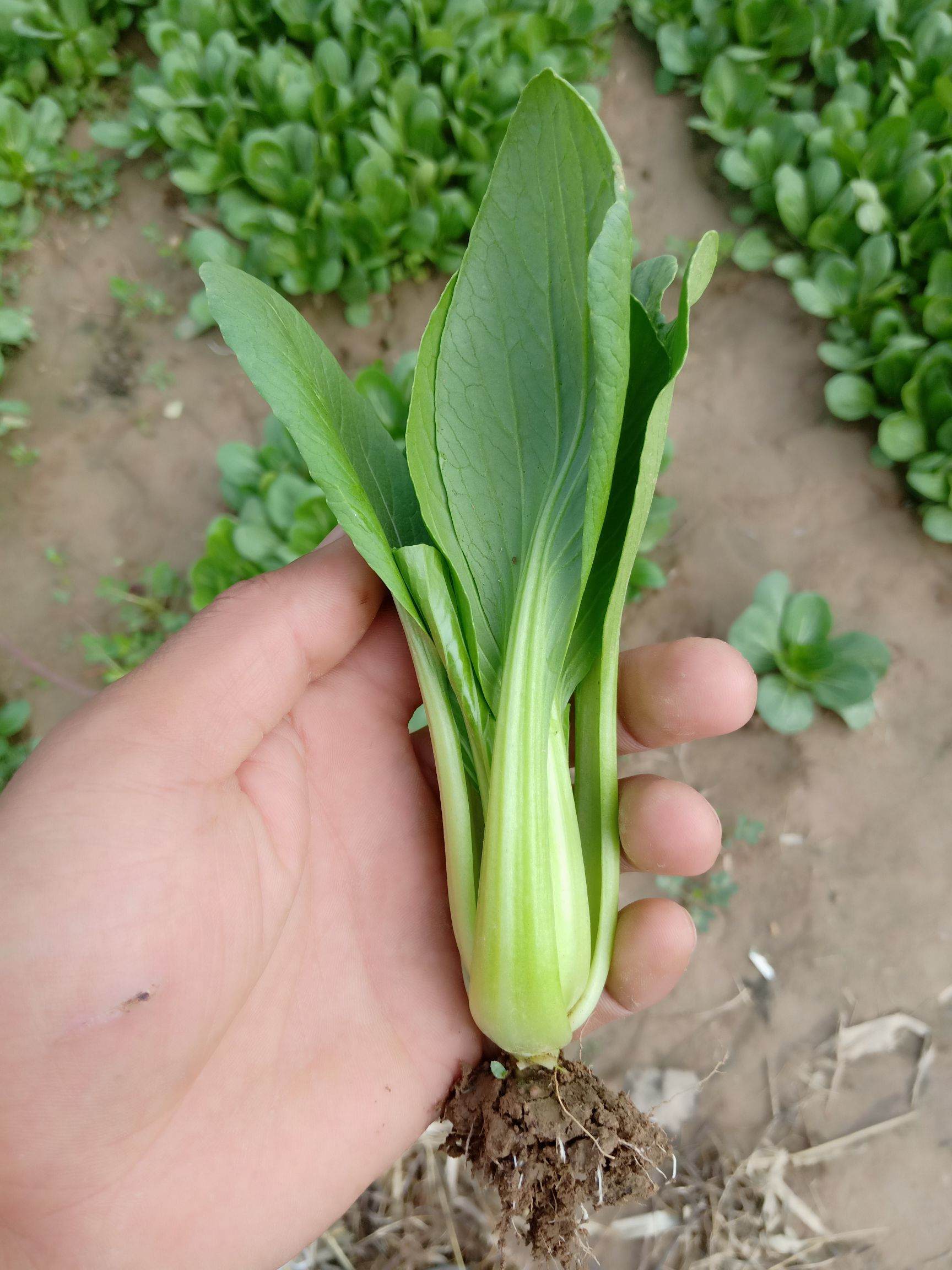 上海青小油菜