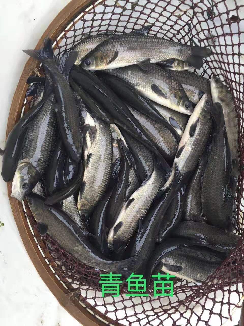 鱼苗 青鱼苗 提供养殖技术 包运输消毒下塘
