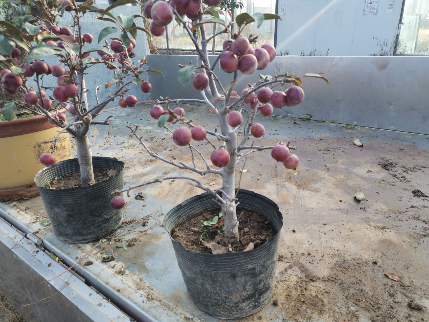 苹果盆栽矮化苹果树盆栽阳台植物盆栽