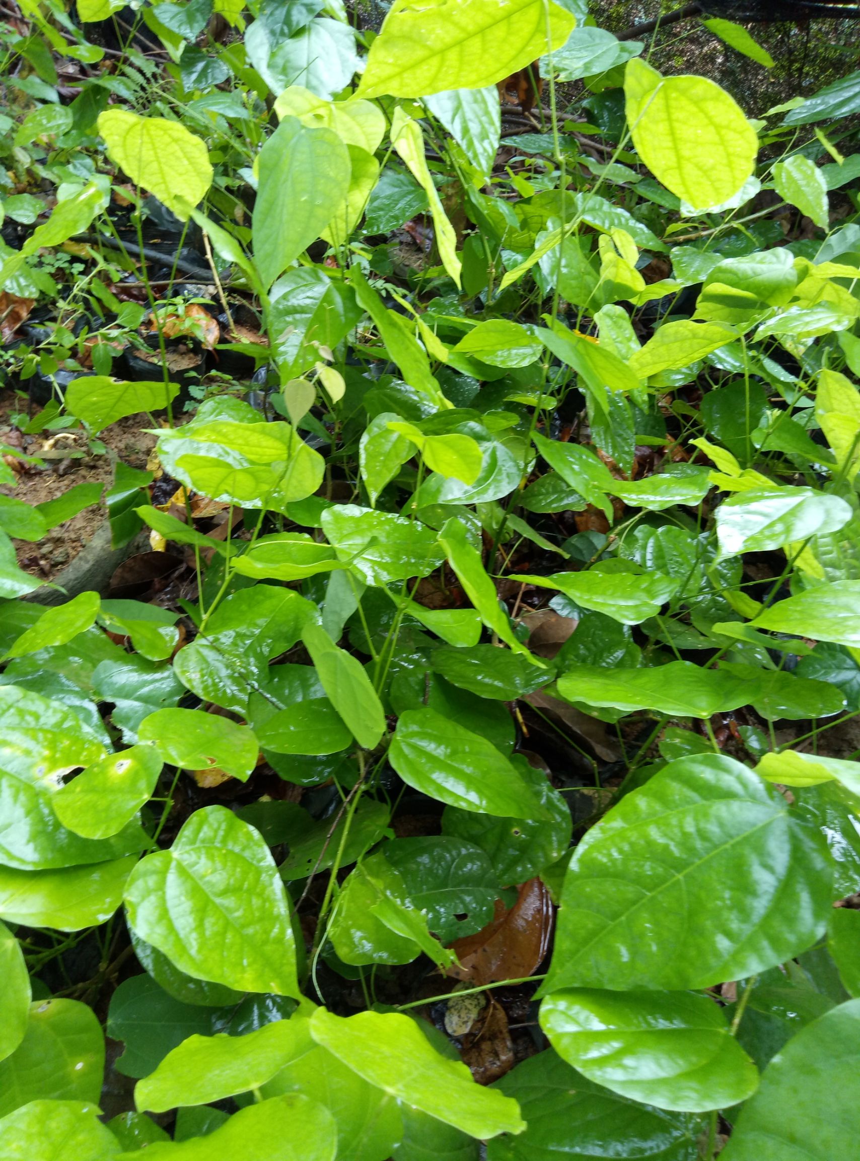 广西壮族自治区崇左市大新县姑娘菜 ,龙须菜苗,赤苍藤苗