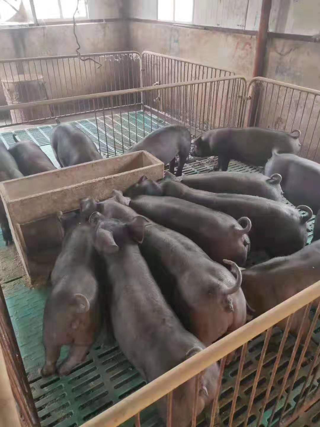 原种苏太母猪