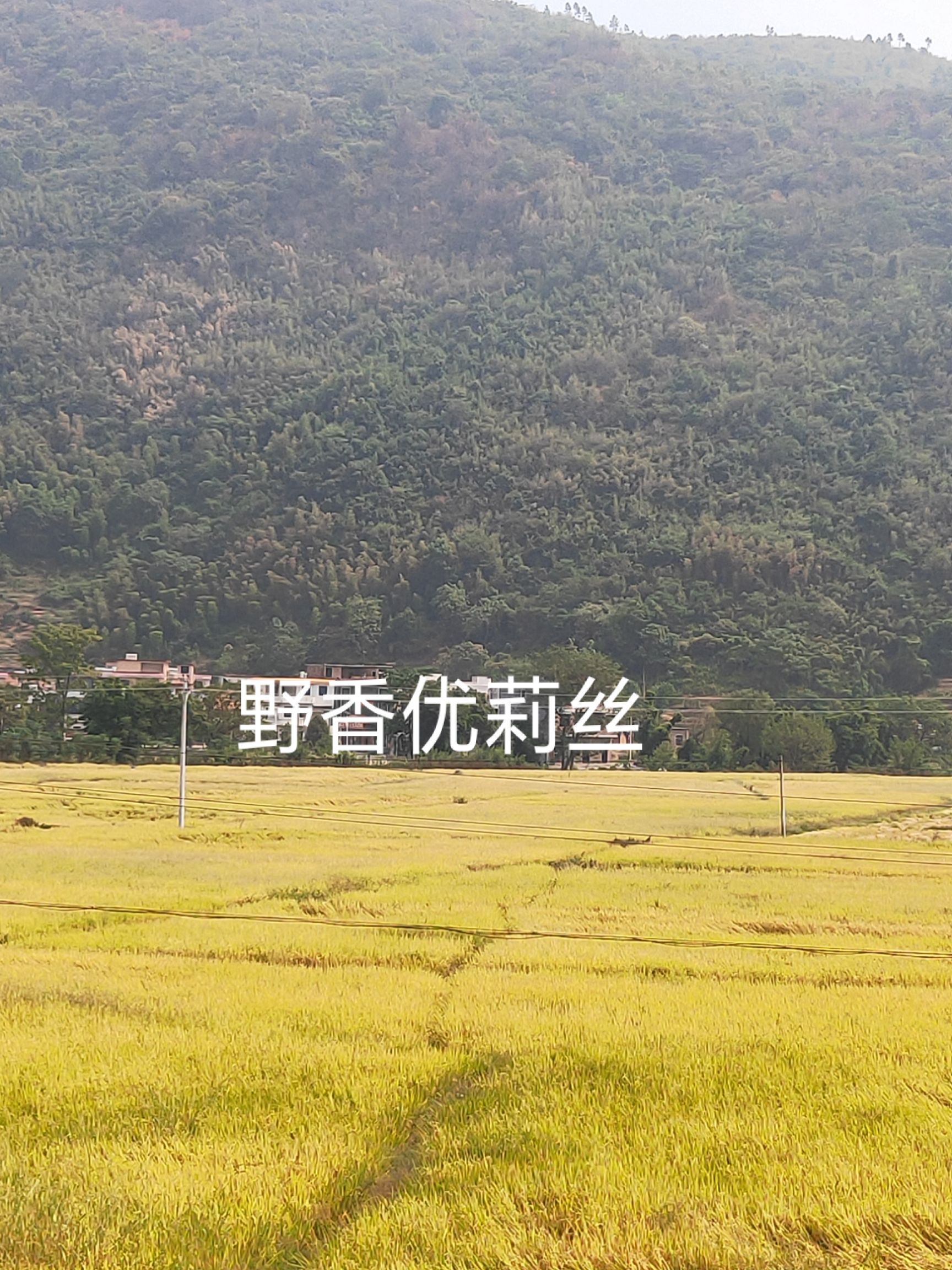 野香油莉丝,野香优莉丝,中国最好吃的大米