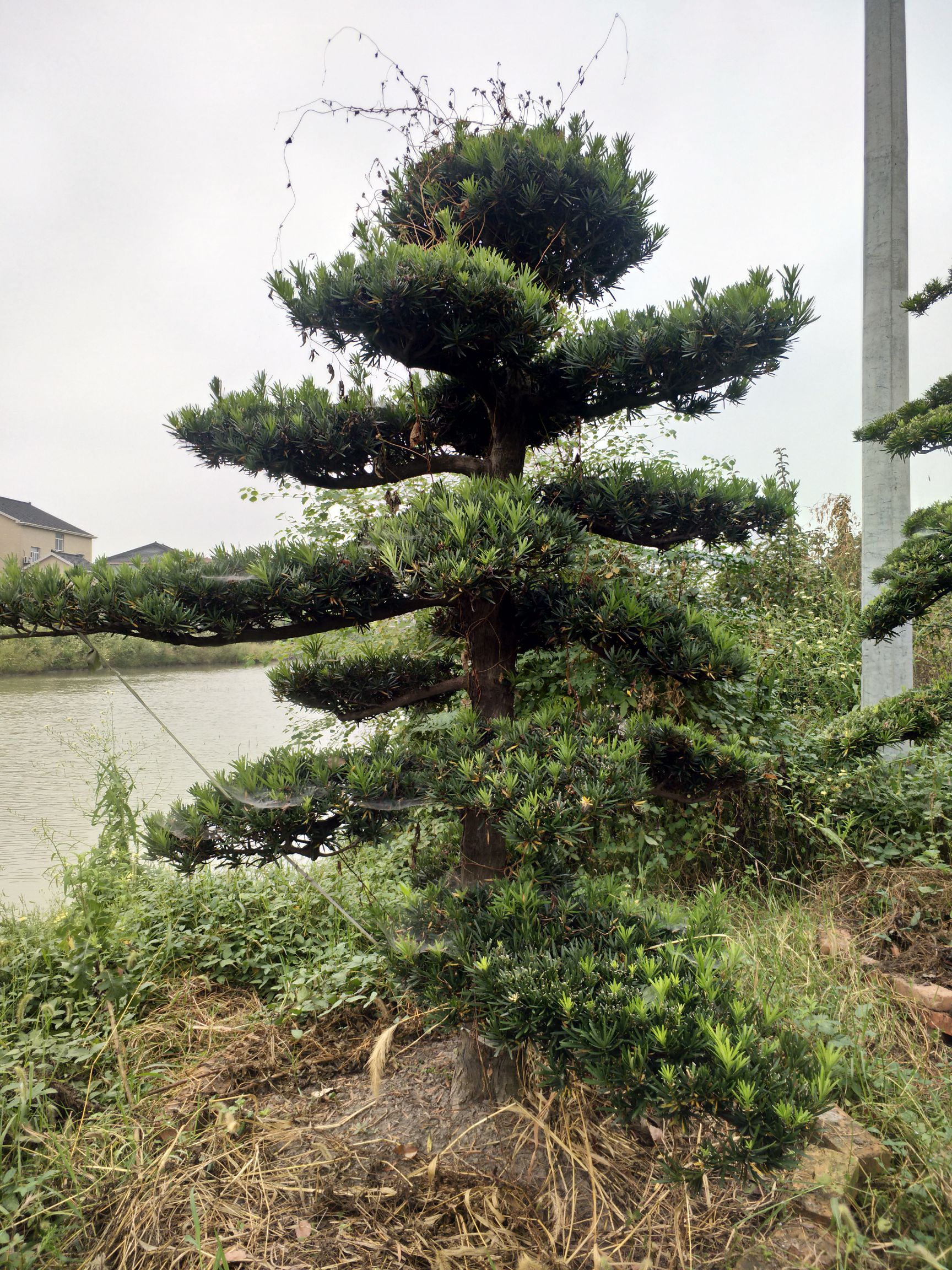 本地短叶罗汉松,树龄50年左右,修剪造型十年以上