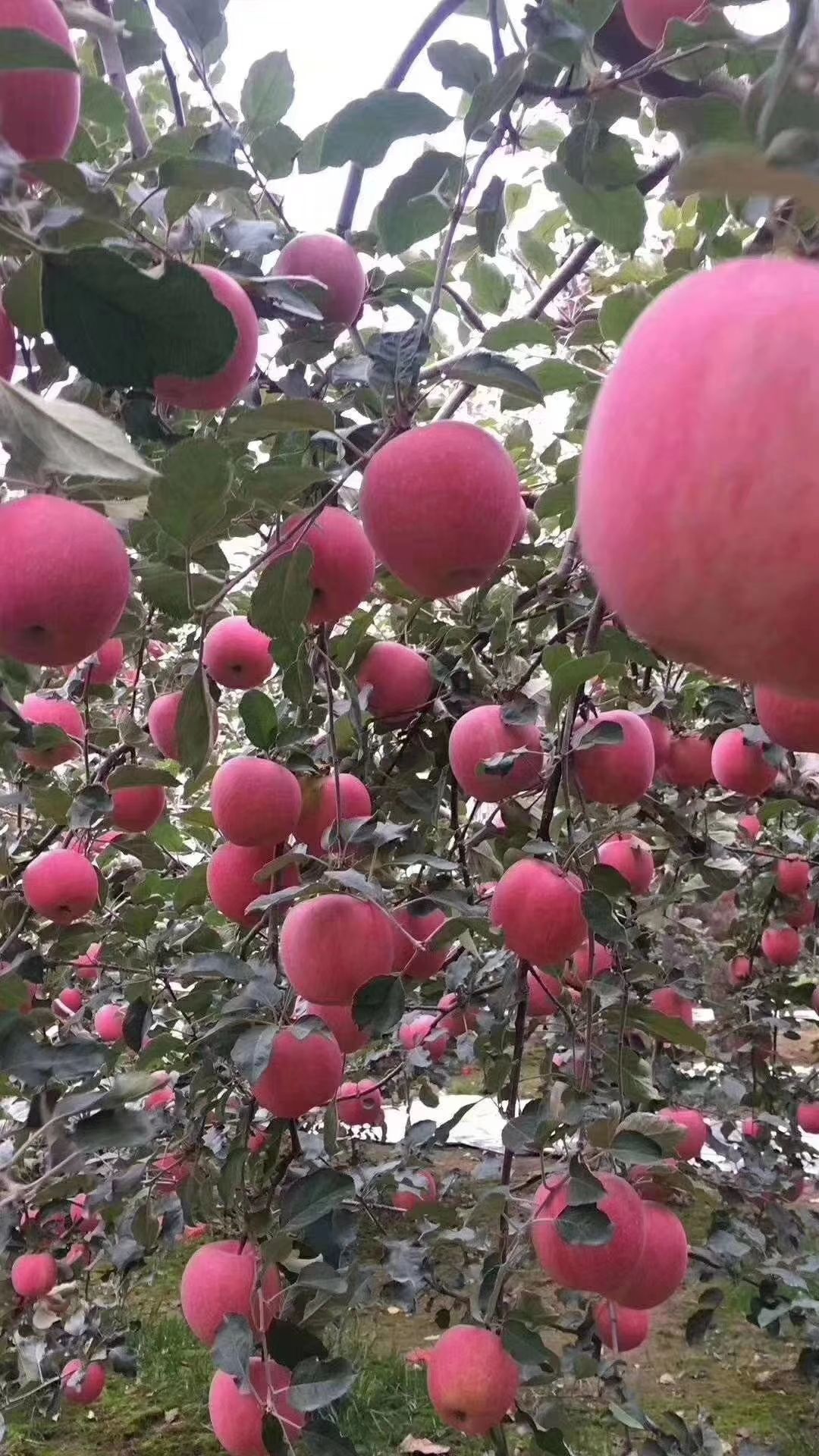 甘肃天水红富士苹果