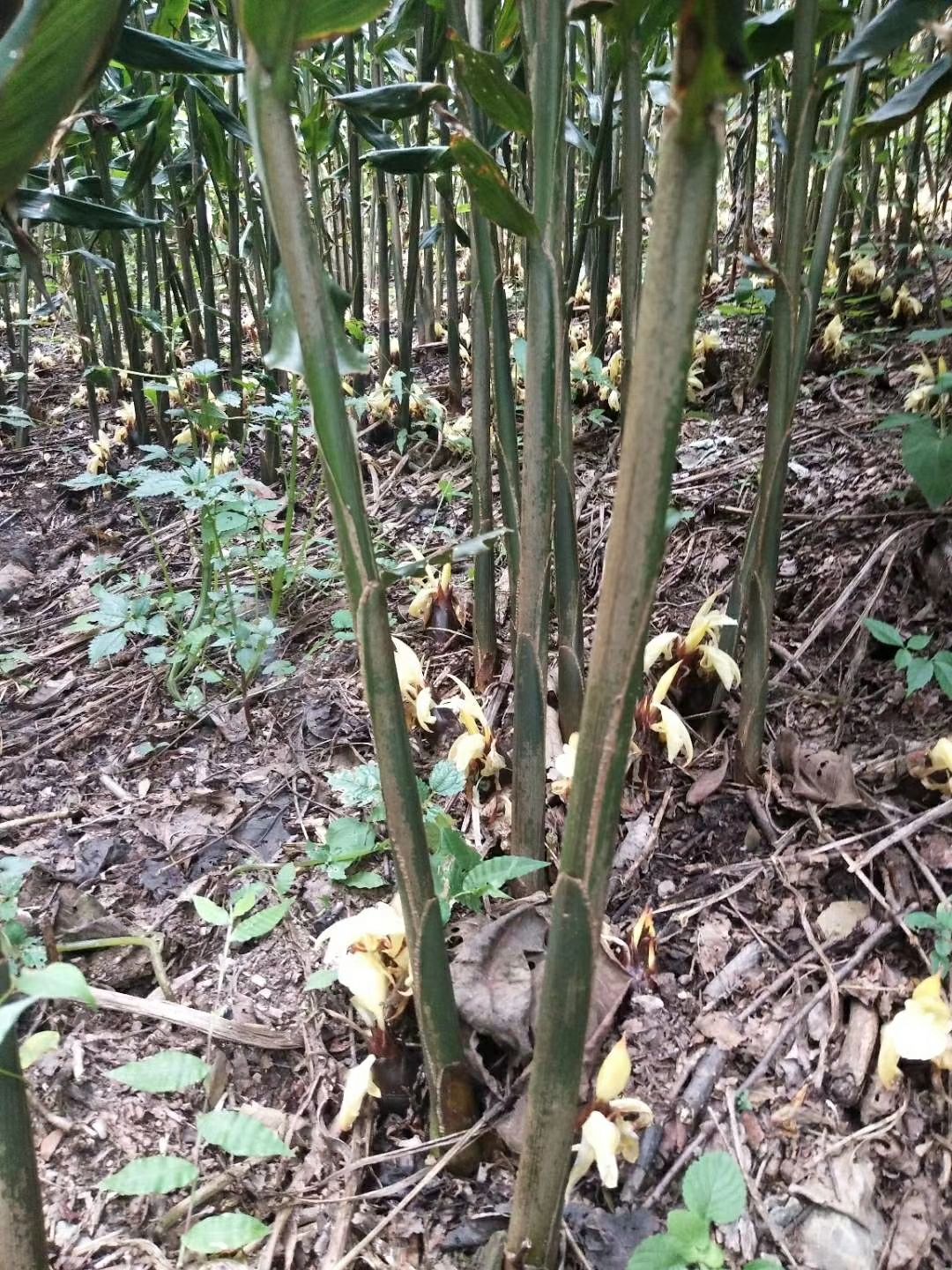 早熟阳荷种根种苗大根高产紫洋荷阳荷种根现货10斤起快递包邮