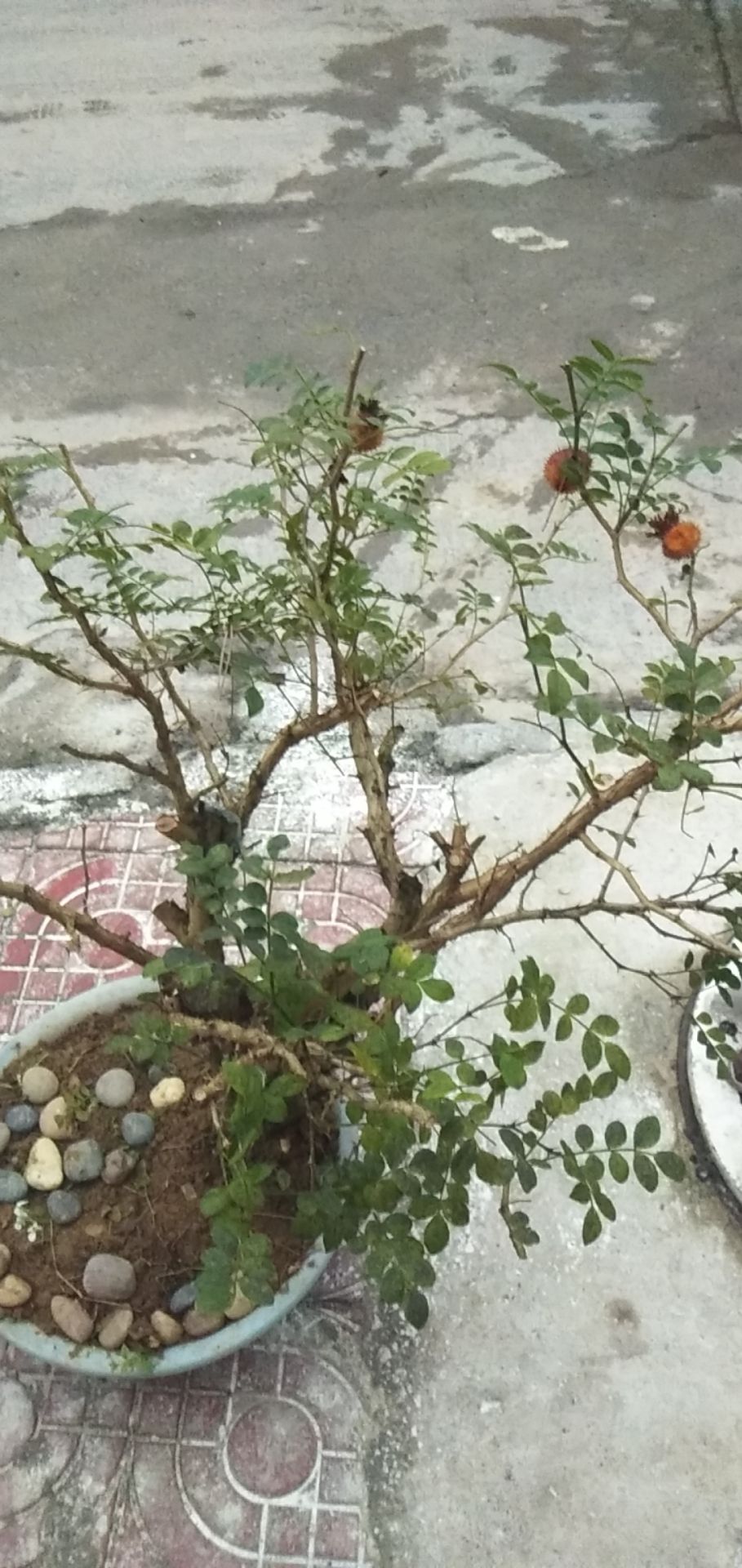 火棘下山桩 刺梨树桩