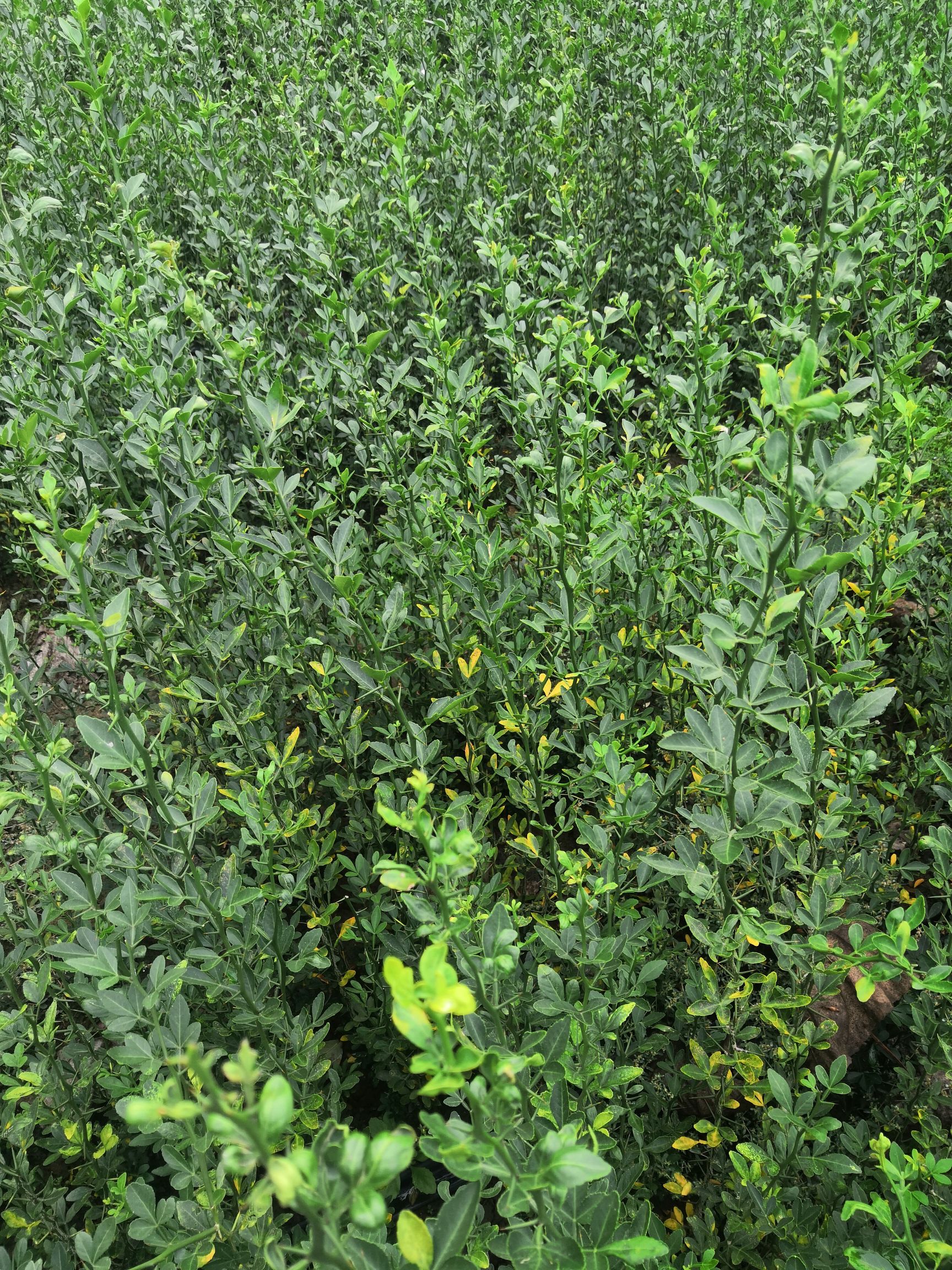 枸橘苗枳壳苗围栏带刺植物,规格齐全苗圃实拍百万带发