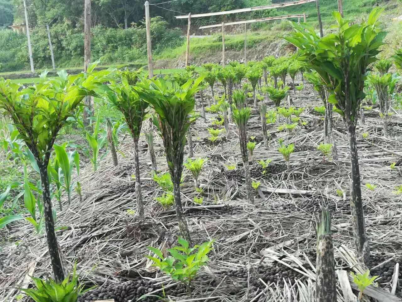 供应大厅  种子种苗  魔芋种子   可以提供:产地代办,协助找车,基地