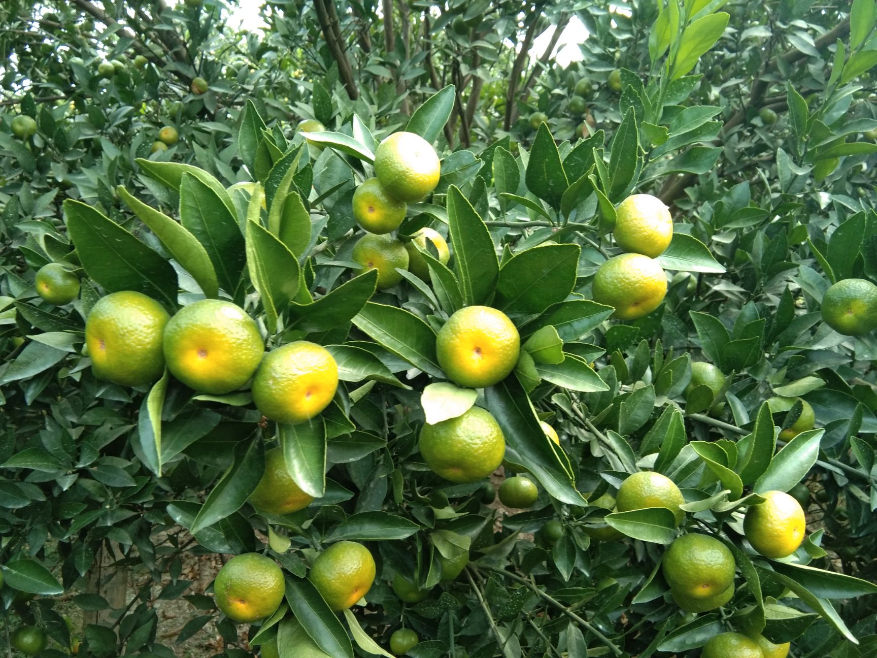 八月桔 精品南丰柑