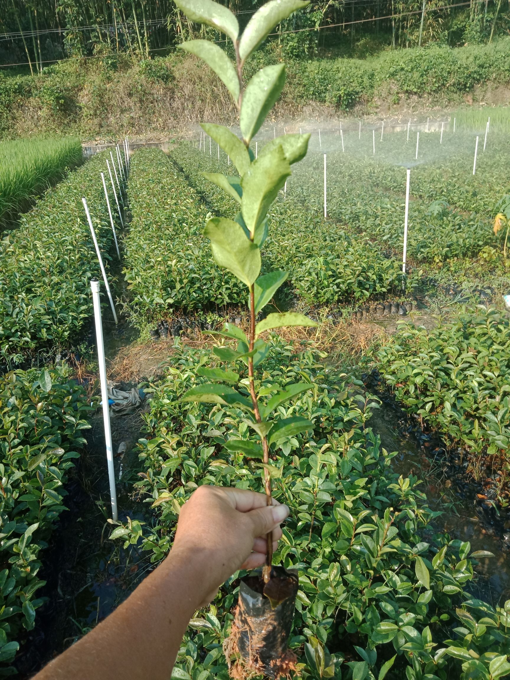 油茶苗 岑溪软枝油茶杯苗