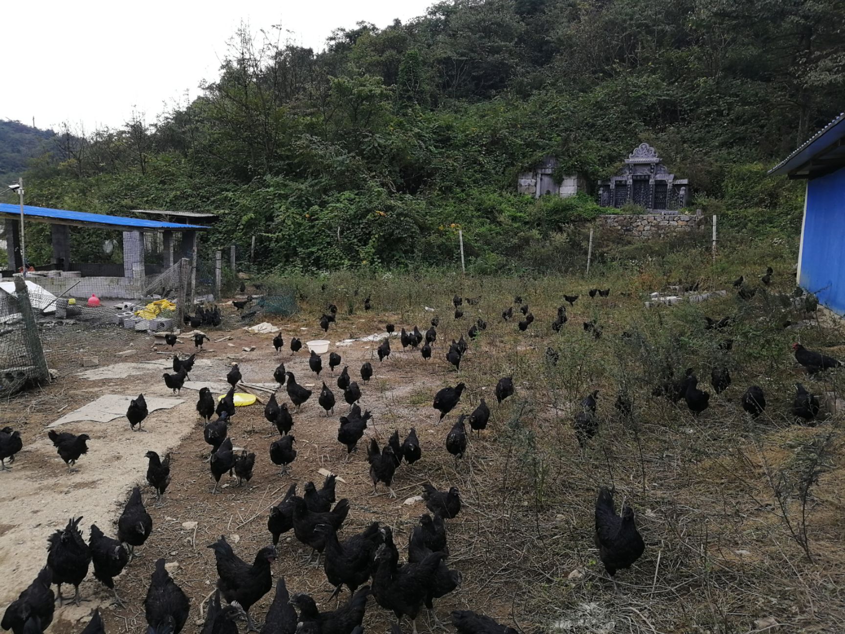 土乌鸡 扶翎养殖,扶翎乌鸡,土鸡