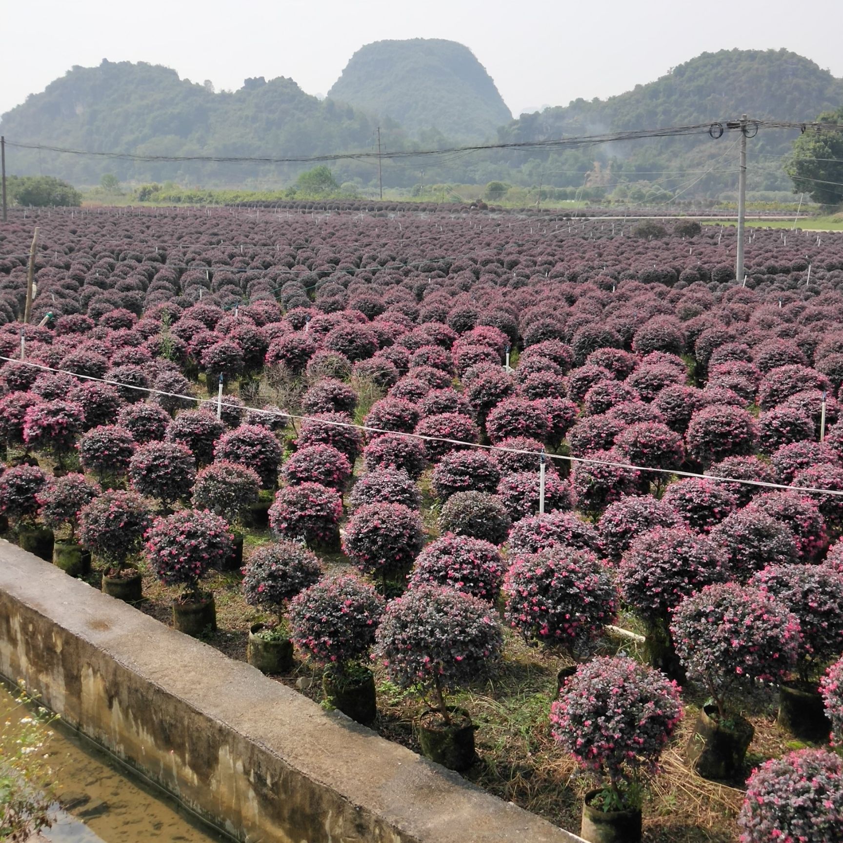 供应大厅  苗木花草  红花继木                    商品详情