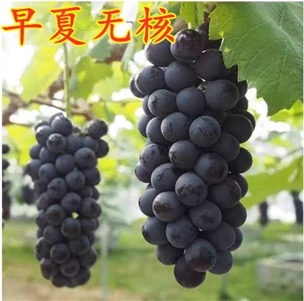 早夏无核葡萄苗适合南北方种植存活率极高当年结果苗