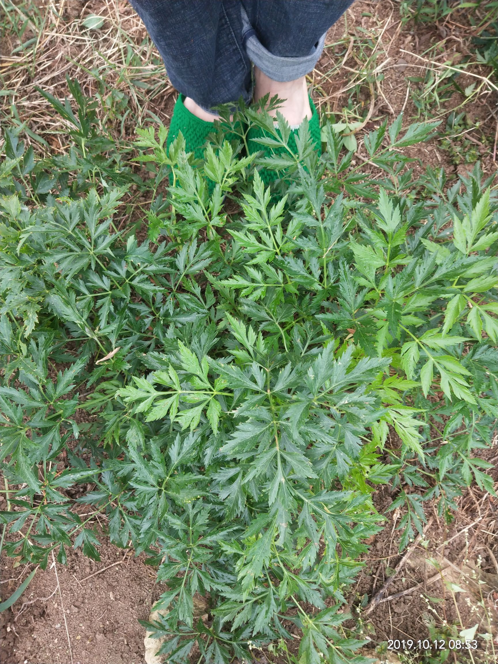 该川芎是在深山悬崖上所采集来的*生种子精心培植出苗种植而成