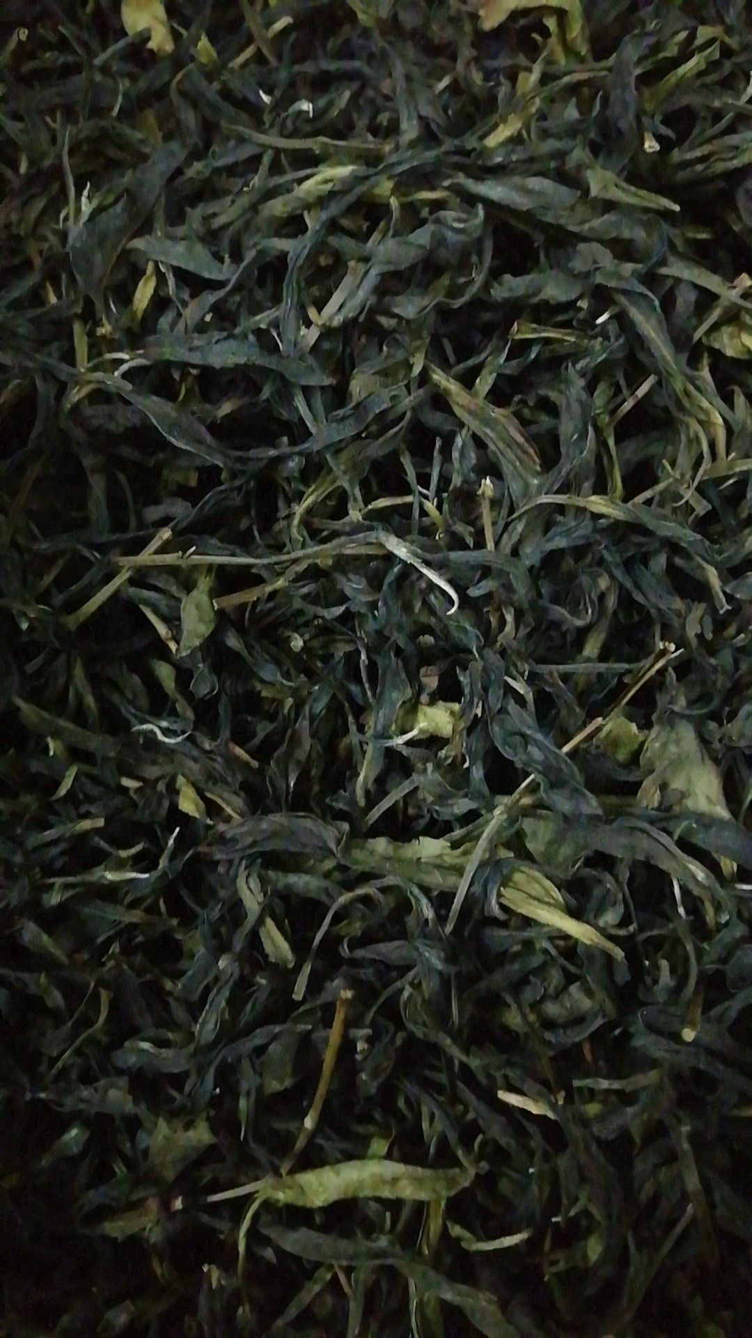 凤凰水仙茶冬季鸭屎香潮汕工夫香最好的茶种名字有点俗但香气不俗