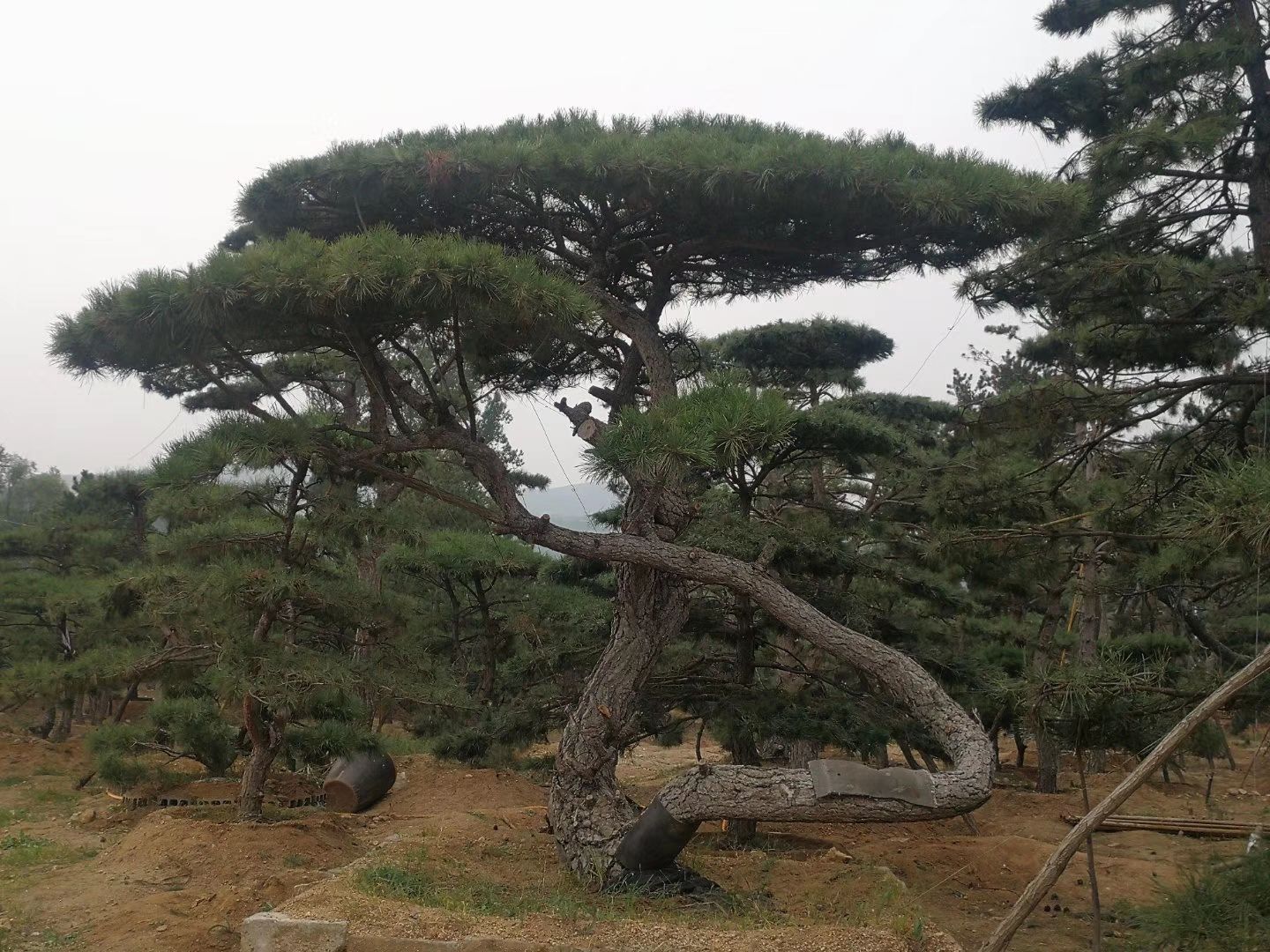 造型油松 全国最大造型松基地,各种规格,应有尽有,专业一体化服务!