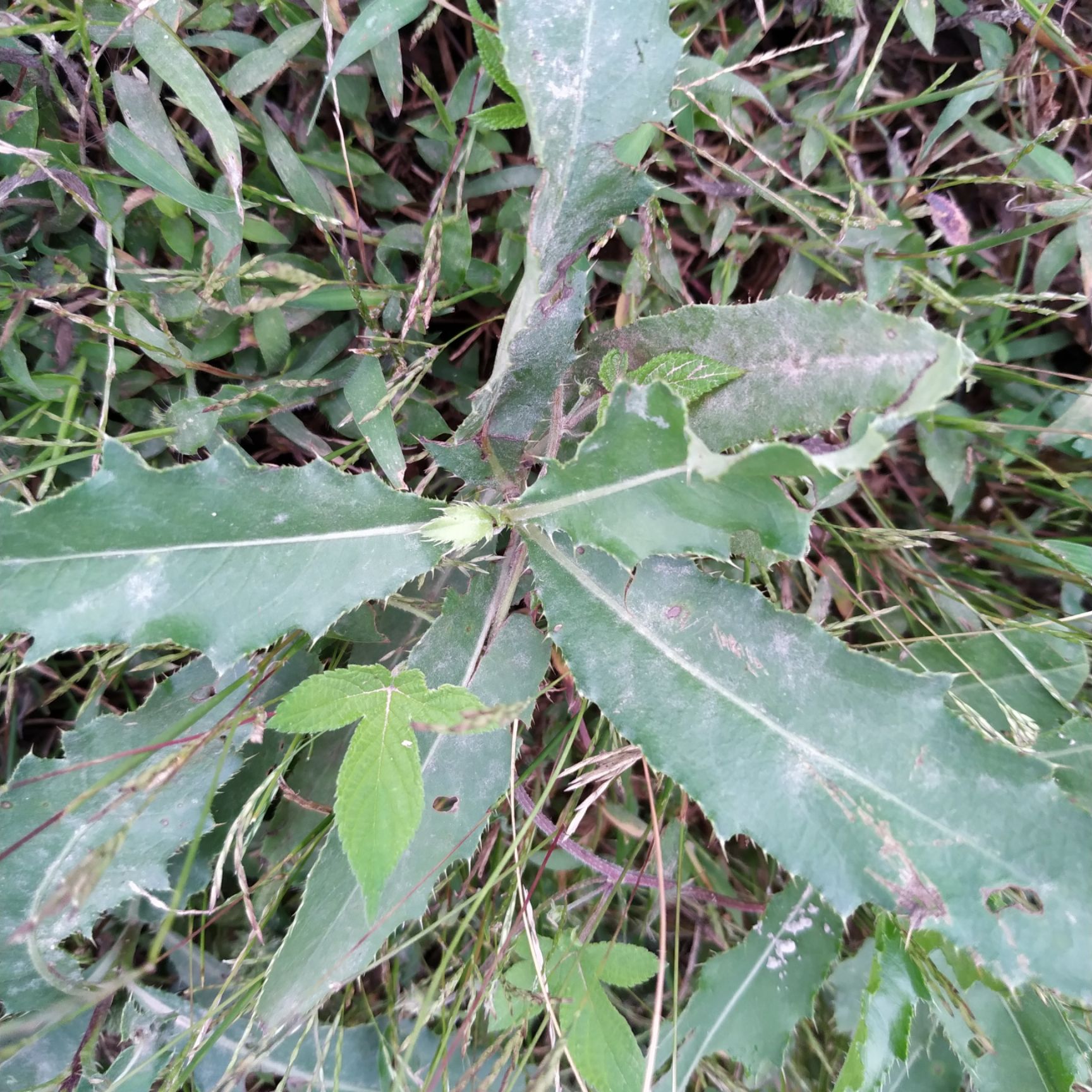 湖南益阳南县 小蓟草