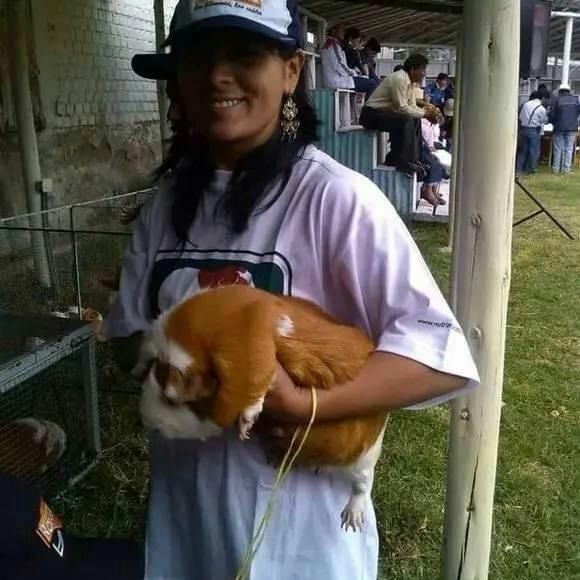 2019秘鲁巨型豚鼠繁殖荷兰猪宠物活体大型天竺鼠幼鼠幼崽短毛