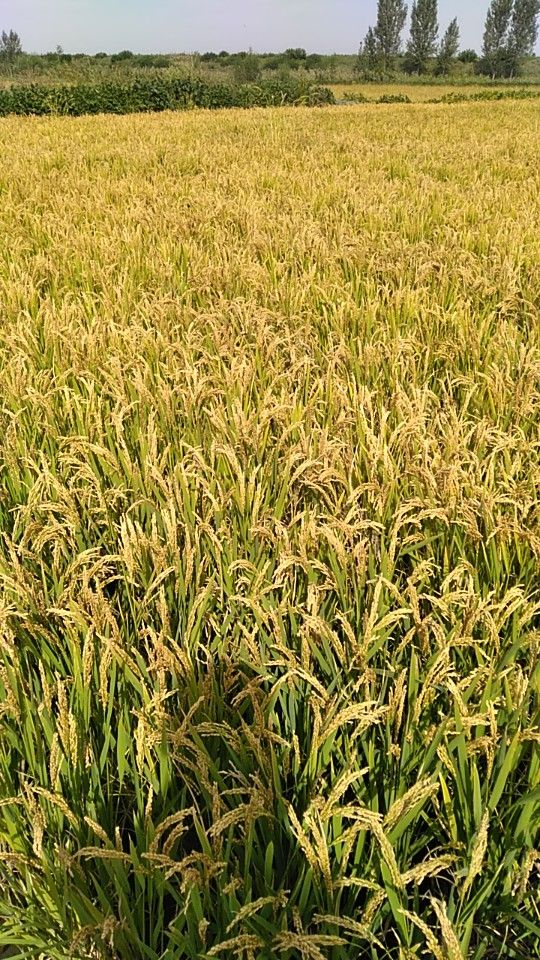 一季稻一等品圆粒大米