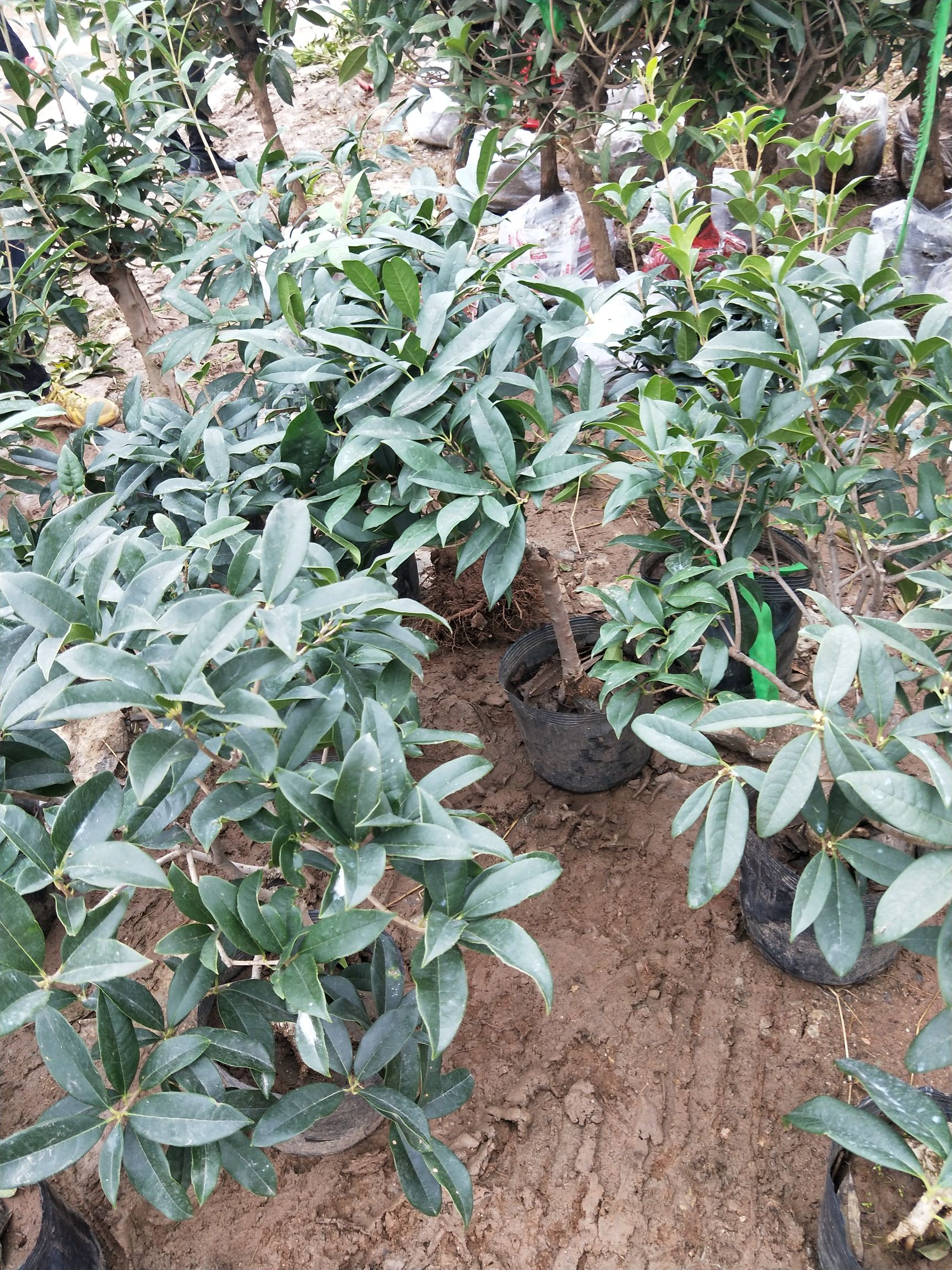 品种名:四季桂          可以提供:支持快递,免费种植技术