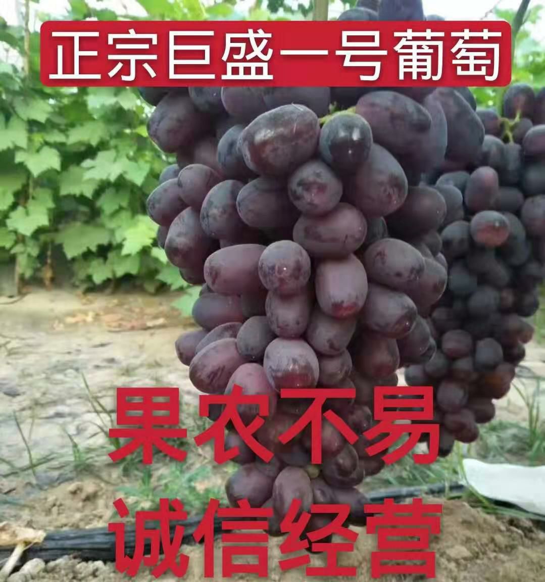 正宗巨盛一号葡萄苗 基地直销 现挖现卖